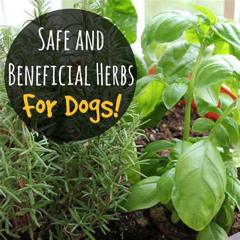 8 Best Herbs for Your Dog - Doglopedix