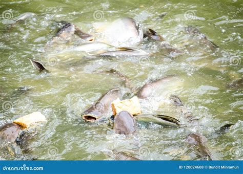 A Bunch of Iridescent Shark Get Feeding with Pieces of Bread in a Canal Water. Stock Photo ...