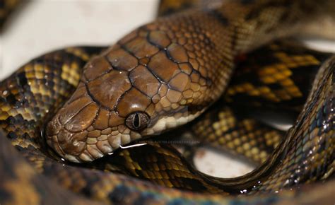 Australian Scrub Python by whiteblaze786 on DeviantArt