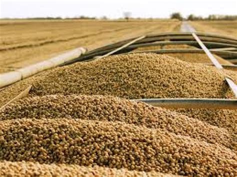 Soybean Market Trends, Research, Report & Forecast 2020-2025 Article - ArticleTed - News and ...