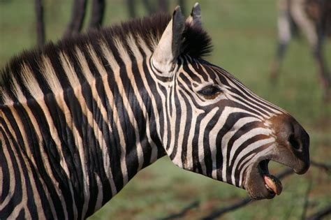 Kwagga! | (Well, actually, Zebra -- the Kwagga/Quagga is ext… | Flickr