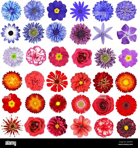 Big Collection of Red, Purple and Blue Wild Flowers Isolated on White ...