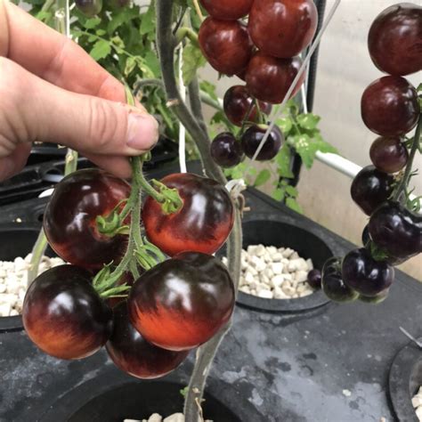 Growing Hydroponic Tomatoes - GROZINE