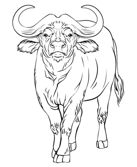 Premium Vector | Buffalo vector black and white line drawing