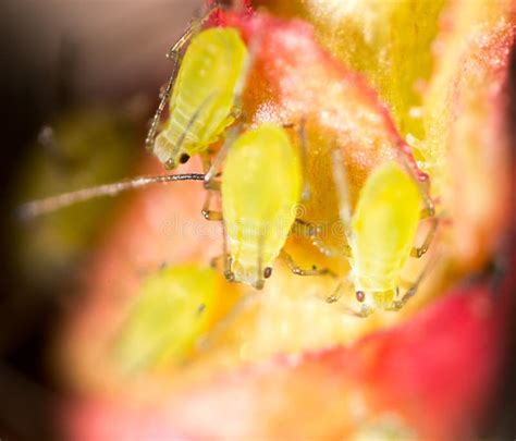 Green Aphids on a Red Leaf in the Nature. Macro Stock Photo - Image of ...