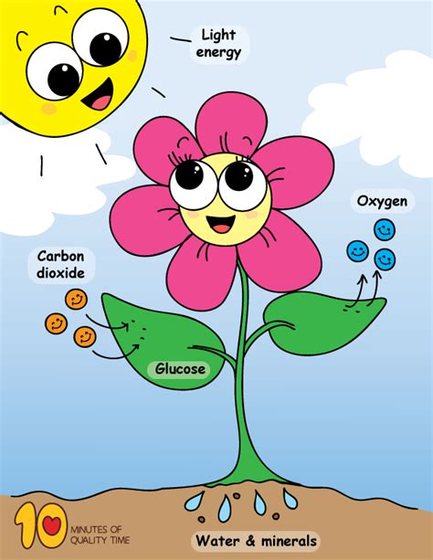 Photosynthesis Poster | Photosynthesis projects, Photosynthesis, Photosynthesis activities