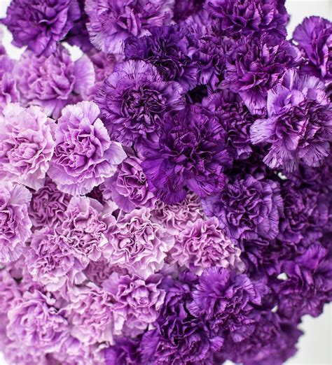 Double the purple with this week's #floweroftheweek. #Carnation moon strike and #moon burst ...