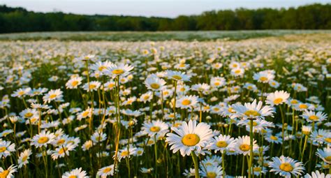 Daisy Field at Sunset | Tom Manary | Flickr