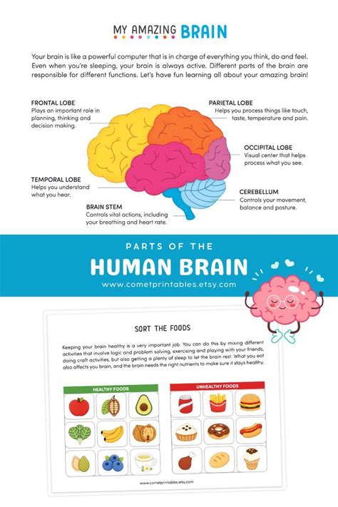 Human Brain for Preschool Kids Fun Science Games, Science Lessons, Fun Learning, Learning ...