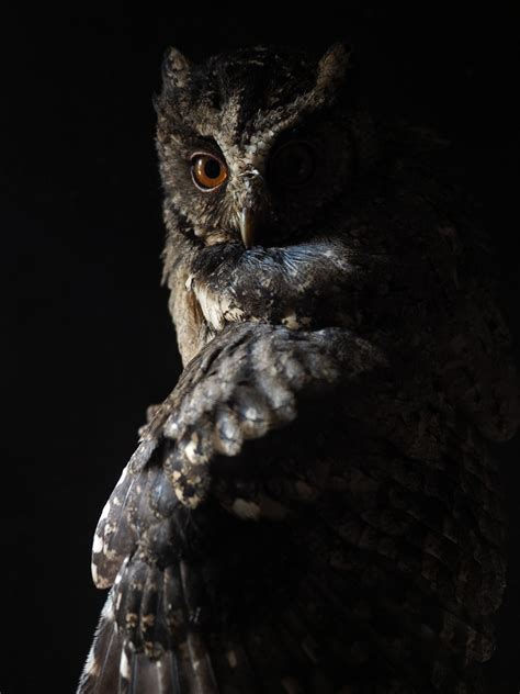 Night Owl Study Tips: How to Study Smarter, Not Harder