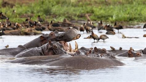 Lake Manyara National Park Safari Guide | Bookmundi.com