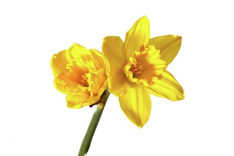 Daffodil stem with two blooms Photograph by Roger Harrison - Pixels