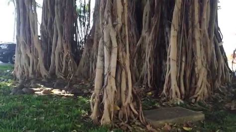 Banyan Tree in Waikiki Beach, Hawaii 2015 - YouTube