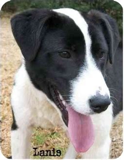 Lanis | Adopted Dog | Ozark, AL | Border Collie/Bulldog Mix