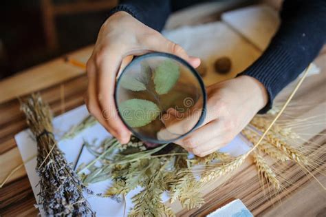 Top View of Botanist Workplace Stock Image - Image of glass, flat: 122836639