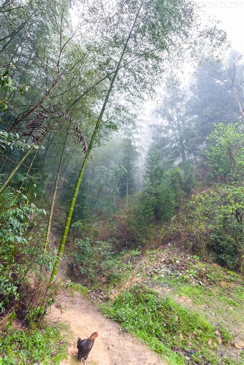 rainforest in area of Dazhai village 12571027 Stock Photo at Vecteezy