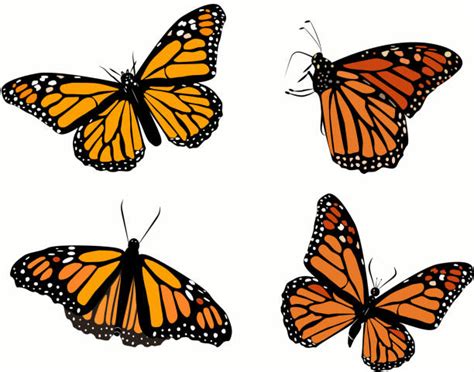 Monarch Butterfly Illustrations, Royalty-Free Vector Graphics & Clip Art - iStock