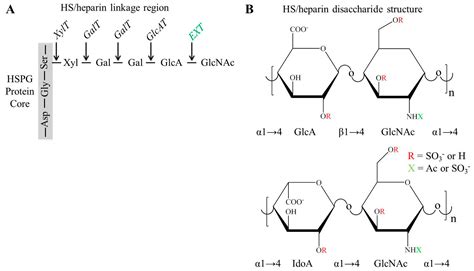 Molecules | Free Full-Text | Can We Produce Heparin/Heparan Sulfate ...