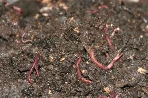 Eisenia fetida Composting Live Earthworm, Loose at Rs 10/kg in Shahdol