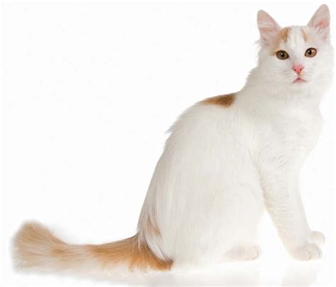 Turkish Van cat | Luxurious Fur, Swimming Ability & Loyalty | Britannica