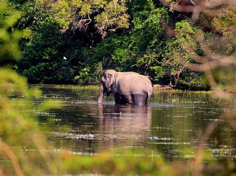 Camping Safari Tour in Sri Lanka | Best of Lanka