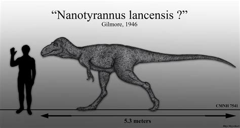 The Dwarf Tyrant: Nanotyrannus lancencis by Paleonerd01 on DeviantArt