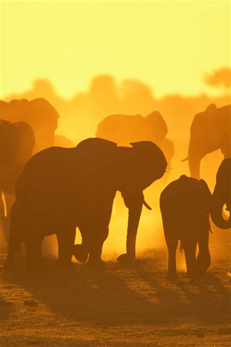 African Safari Sunrise