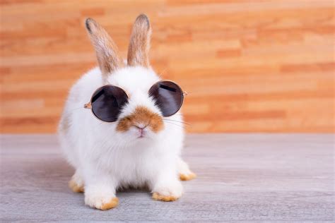 30 Cute Bunny Pictures to Make You Smile — Adorable Bunnies