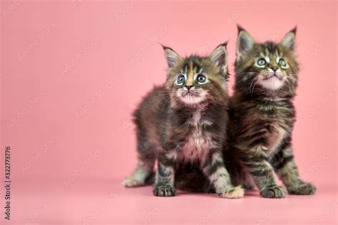 Maine coon tortoiseshell kittens Stock Photo | Adobe Stock