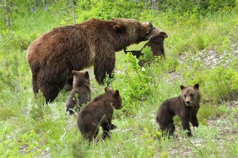 Grizzly 399 is set to break record in Yellowstone area