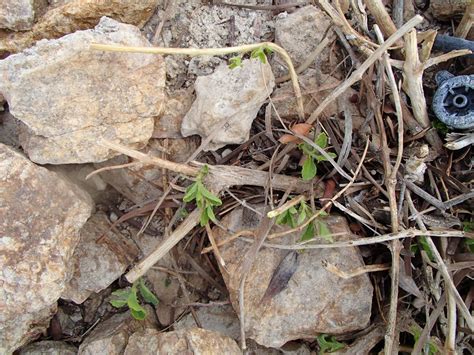 Xtremehorticulture of the Desert: Still Afraid to Prune Your Lantana?