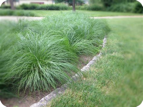 --Grasses, Sedges, & Rushes | Buy Native Plants, Native Shrubs, Native ...