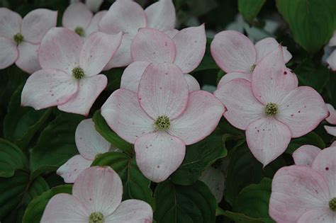 Flowering Dogwood | Calloway's Nursery