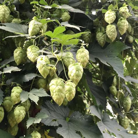 Mosaic Hops at Perrault Farms in Yakima. Luke is over there at the ...