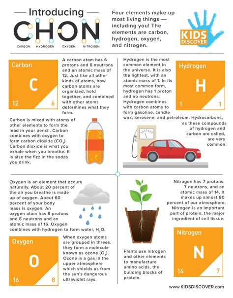 Carbon Hydrogen Oxygen Nitrogen (CHON) infographic | CollectEdNY