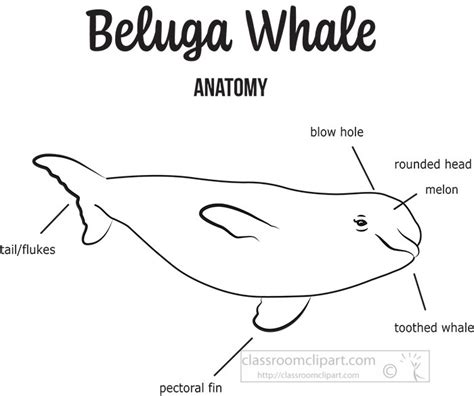 Whale Clipart Clipart - beluga-whale-anatomy-illustration-outline--printout - Classroom Clipart