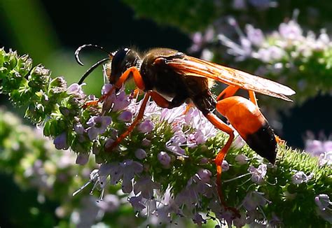 Great Golden Digger Wasp