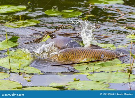 Common European Carp Cyprinus Carpio Spawning Violent during Springtime ...