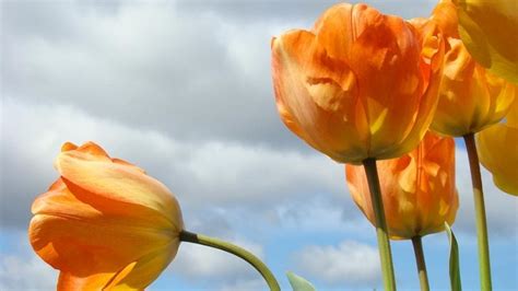 Nguồn gốc và ý nghĩa hoa tulip theo từng màu sắc khác nhau