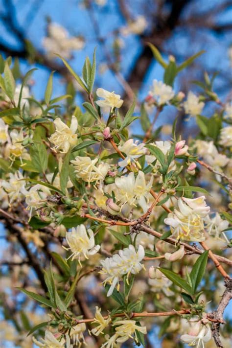 How to Plant Honeysuckle in Your Garden (Tricks to Care!)