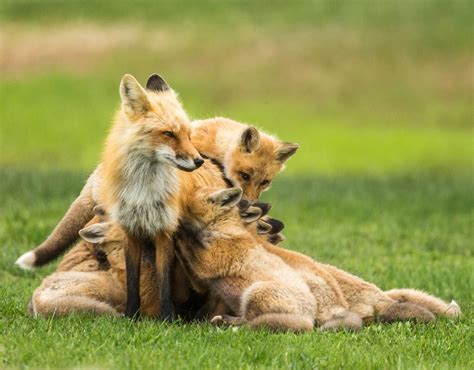 Feeding Time for the Foxes | Smithsonian Photo Contest | Smithsonian Magazine