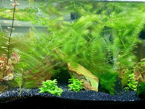 Gotta love Hornwort. : r/Aquariums