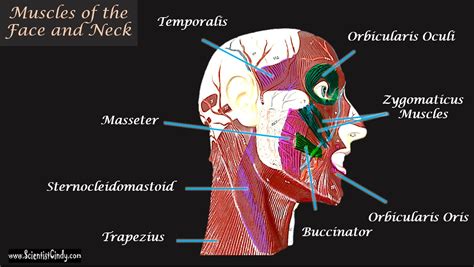 The Muscles of the Head, Trunk and Shoulders - SCIENTIST CINDY