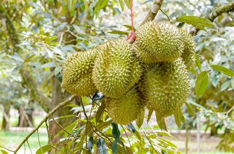 Premium Photo | Durian or Durio Zibethinus king of tropical fruit hanging on the tree in ...