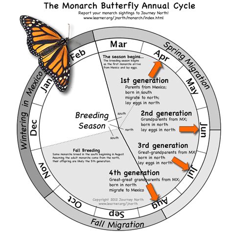 Monarch Butterfly Update: June 20, 2012.... Thank you, citizen scientists, for helping ...