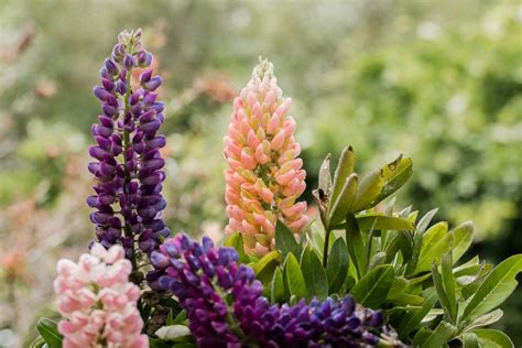 Lupine: Plant Care & Growing Guide