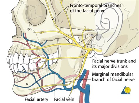 Facial Nerve Injuries; Facial Nerve Trauma; Facial Neuropathy, Traumatic