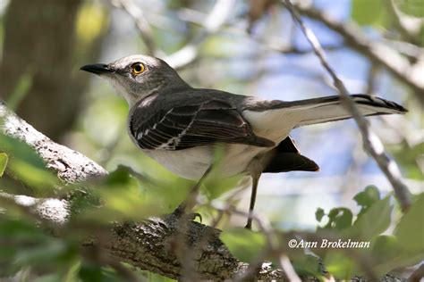 Ann Brokelman Photography: Northern Mockingbird Florida