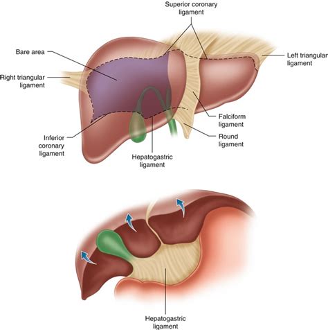 Surgical Anatomy of the Liver | Abdominal Key