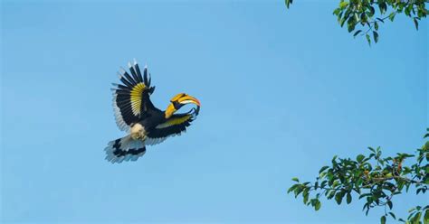 Great Hornbill Behavior - AnimalBehaviorCorner